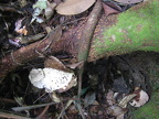 Tapirira obtusa (Benth.) J.D.Mitch.